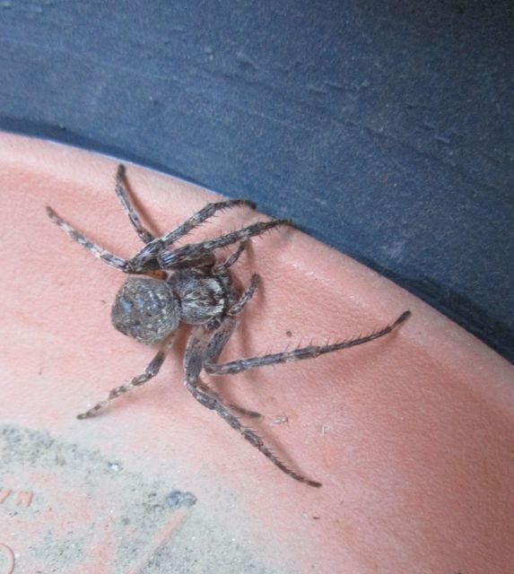 Nuctenea umbratica - közönséges rés-keresztespók