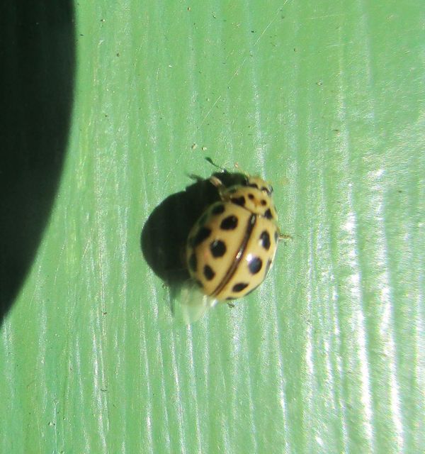 Tytthaspis sedecimpunctata - tizenhatpettyes katica