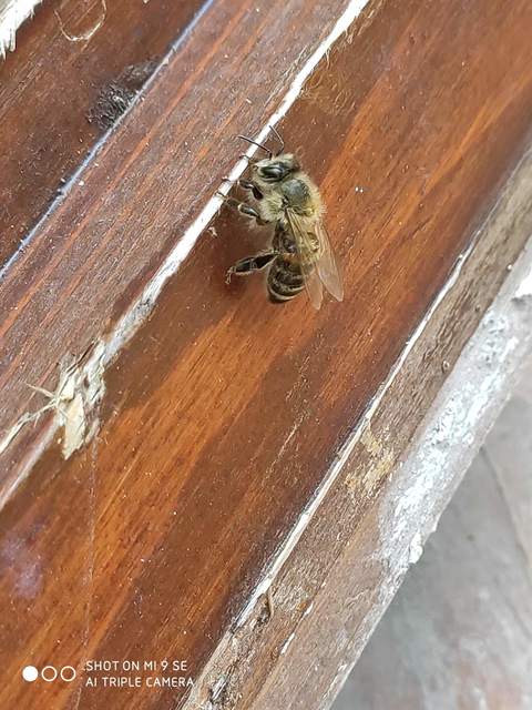 Apis mellifera - háziméh