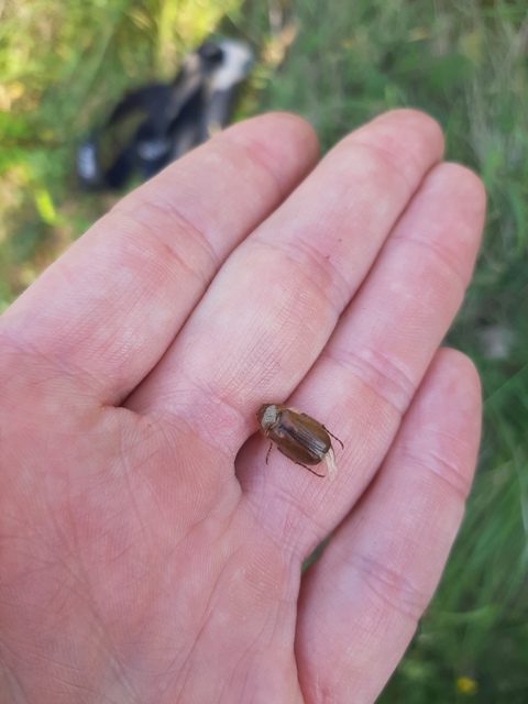 Rhizotrogus aestivus - tavaszvégi cserebogár