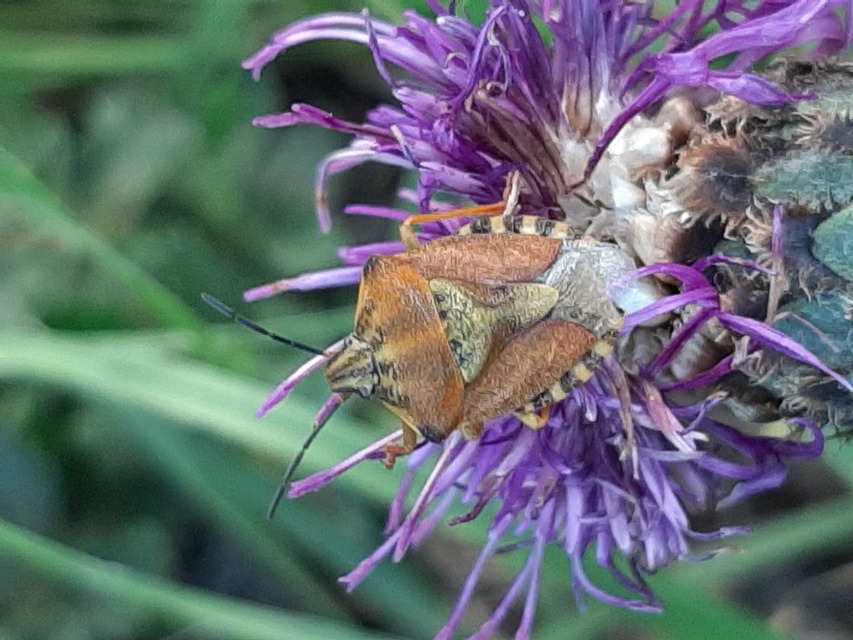 Carpocoris