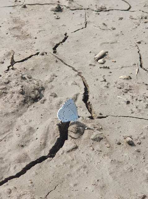Celastrina argiolus - bengeboglárka