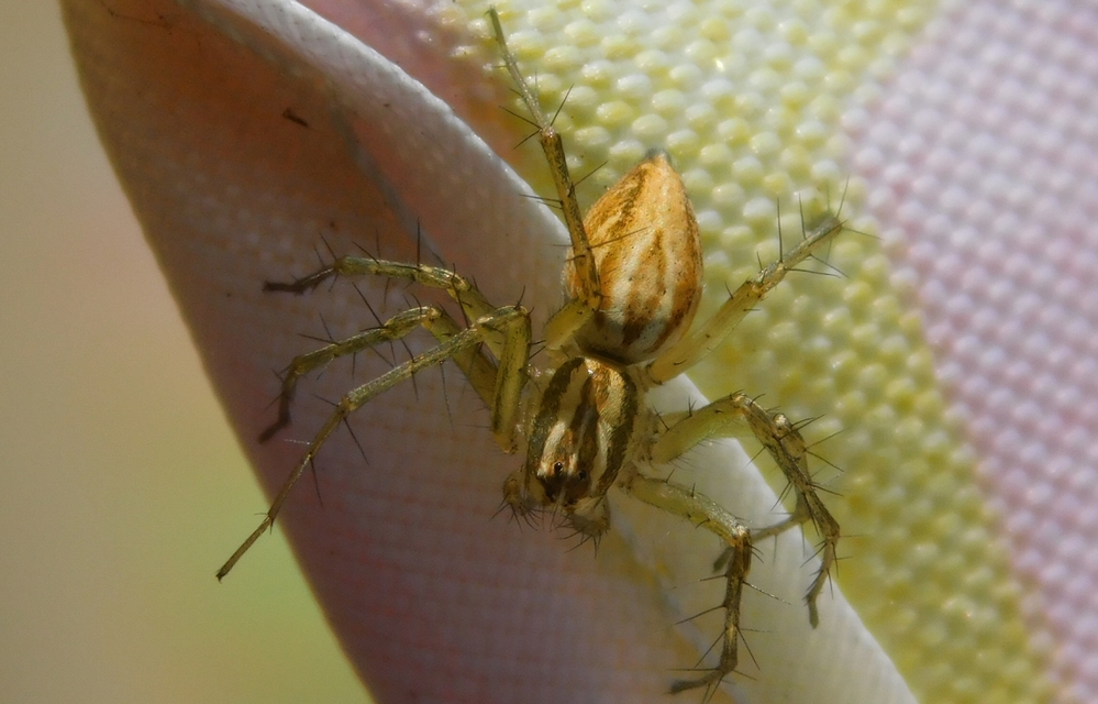 Oxyopes lineatus
