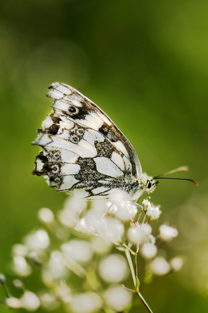 Melanargia galathea - sakktáblalepke