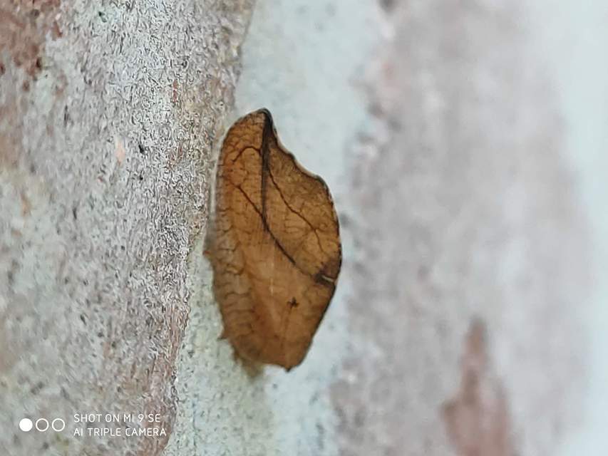 Drepanepteryx phalaenoides