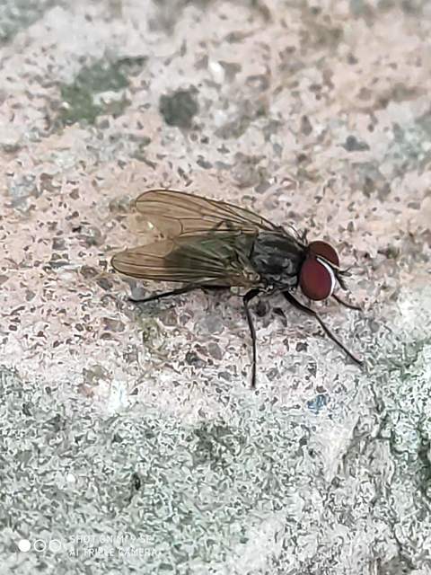 Fannia