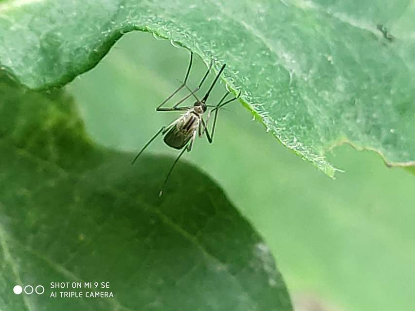 Culicidae - csípőszúnyogok