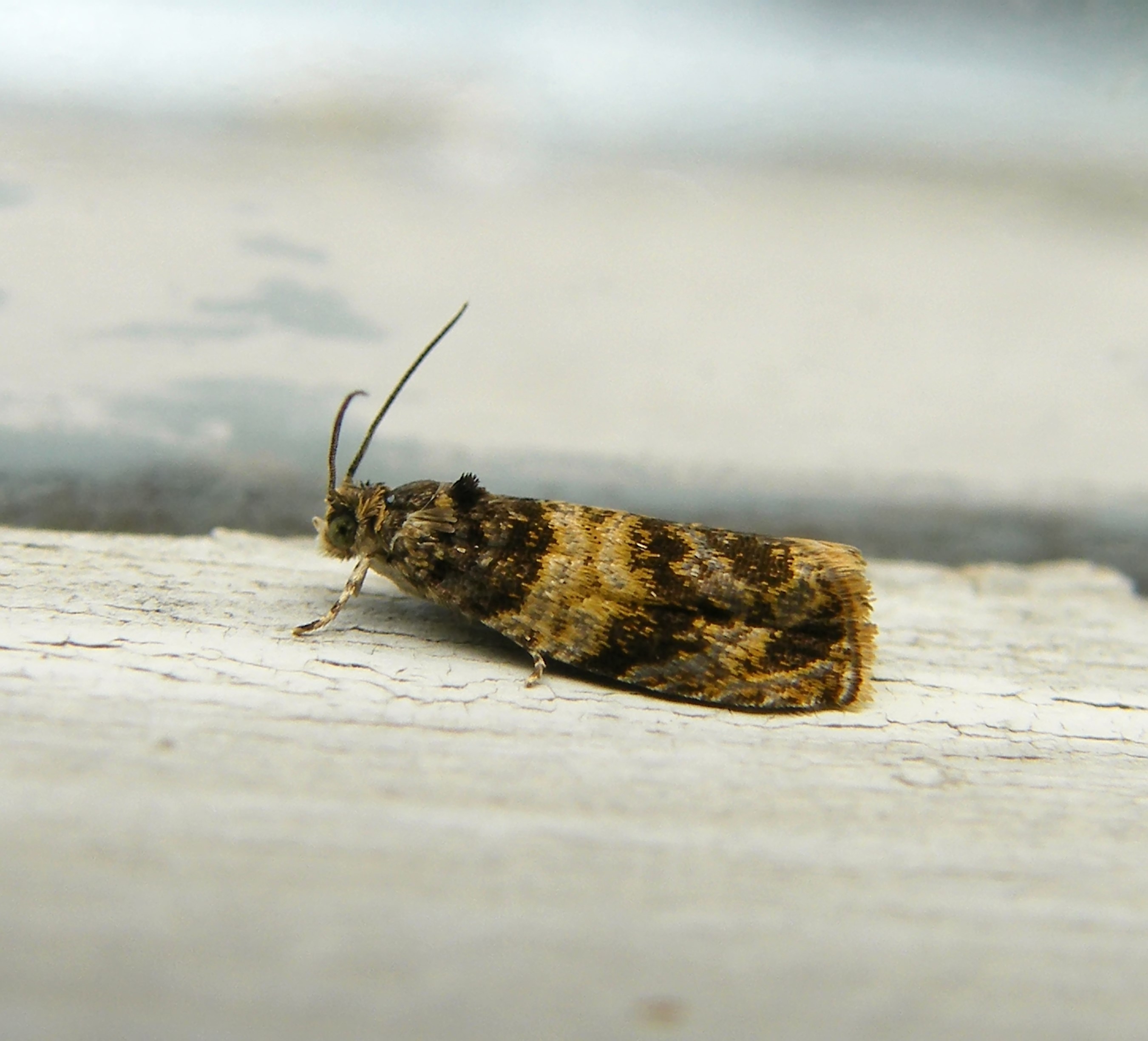 Celypha aurofasciana - moharágó tükrösmoly