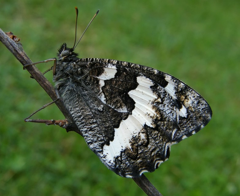 Brintesia circe - fehéröves szemeslepke