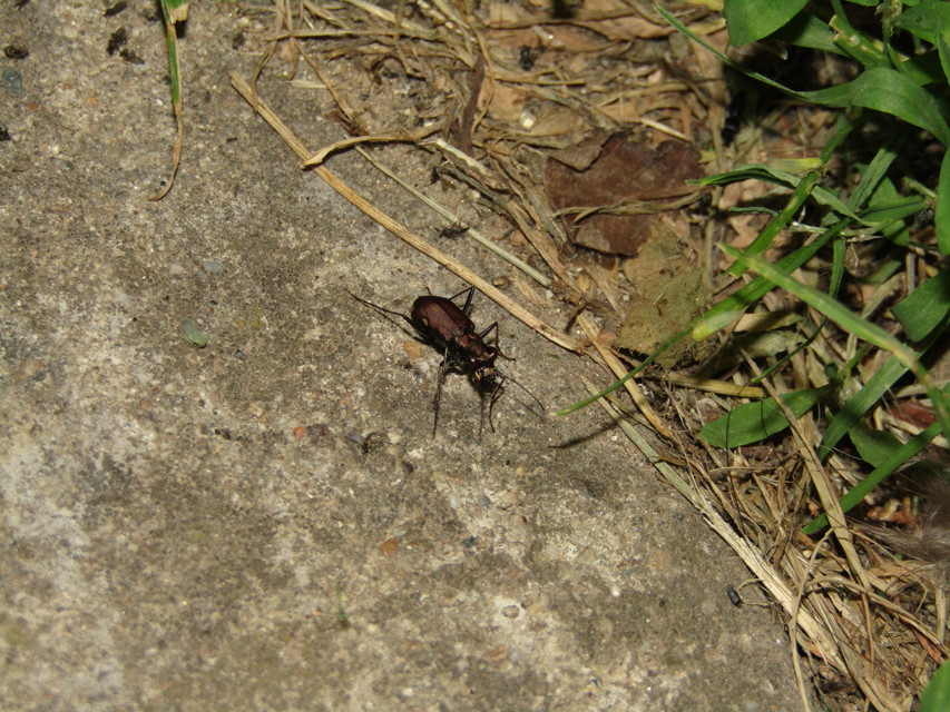 Cylindera germanica - parlagi homokfutrinka