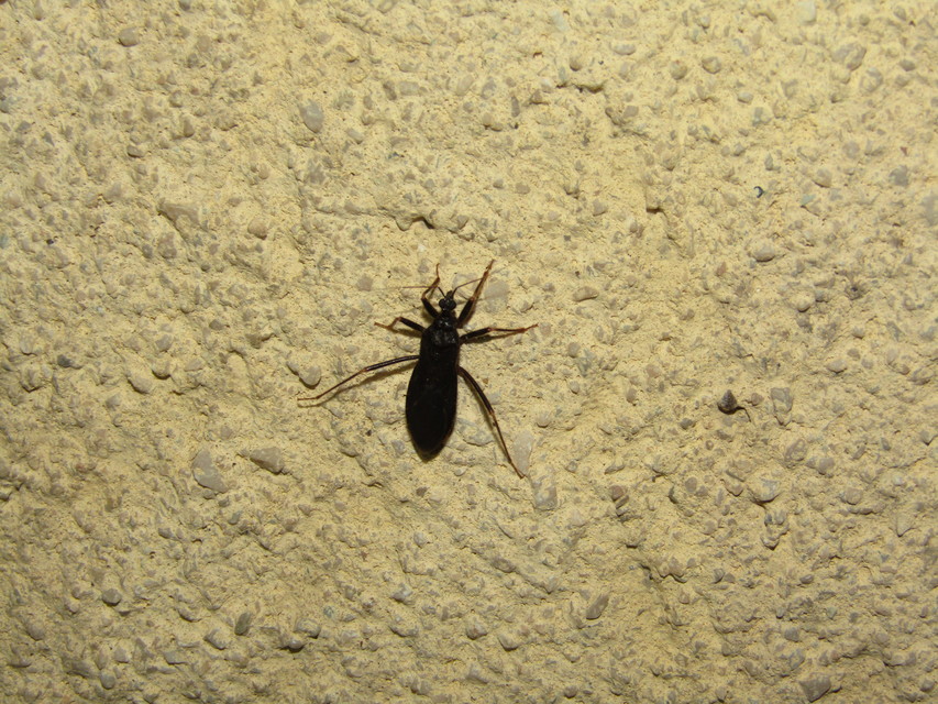 Reduvius personatus - szemetes zugpoloska