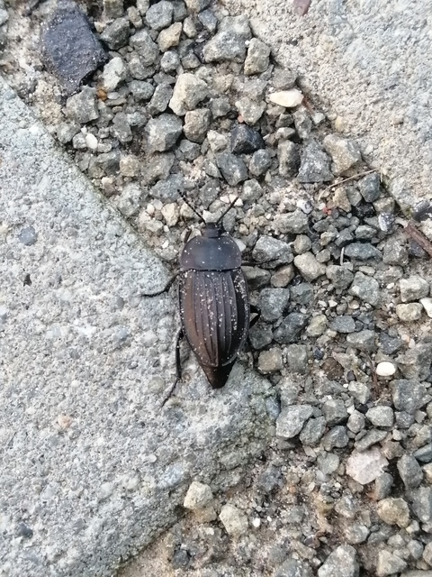 Silpha carinata - karimás dögbogár