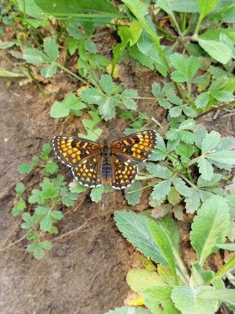 Melitaea athalia - közönséges tarkalepke