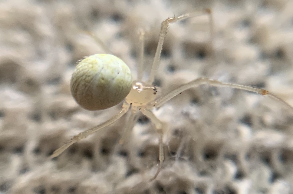 Heterotheridion nigrovariegatum - fehér törpepók