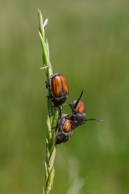 Anisoplia tempestiva - gabonaszipoly