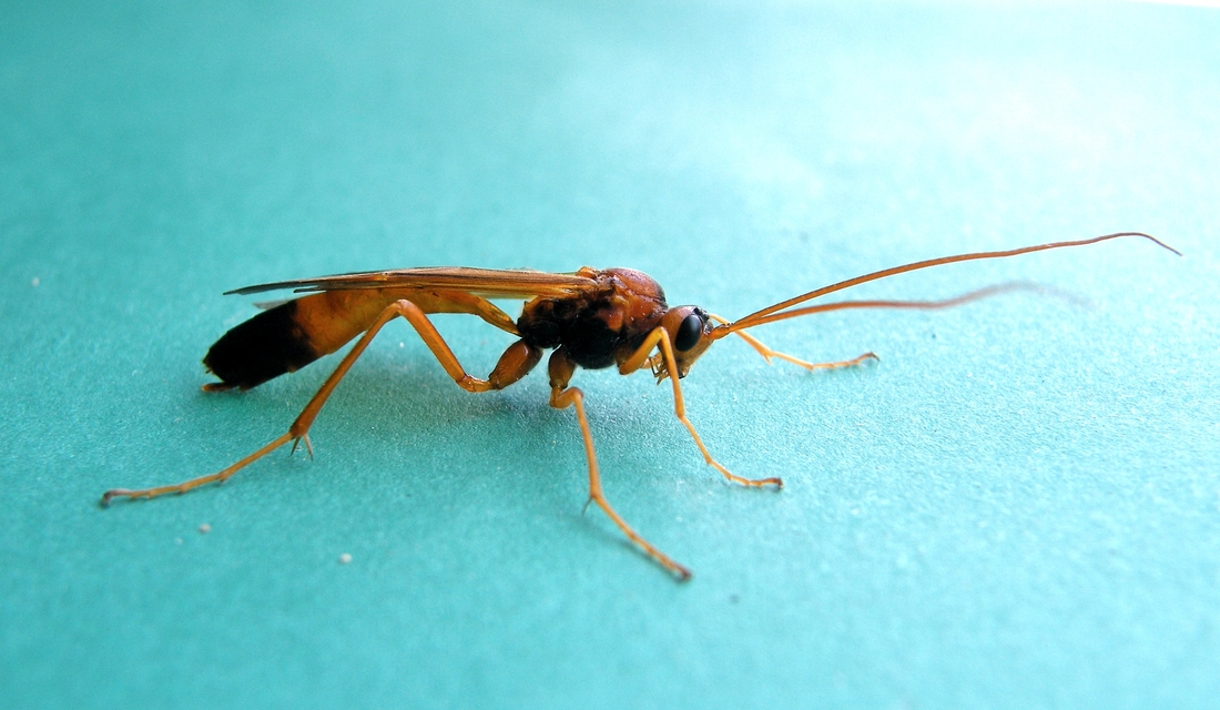 Opheltes glaucopterus