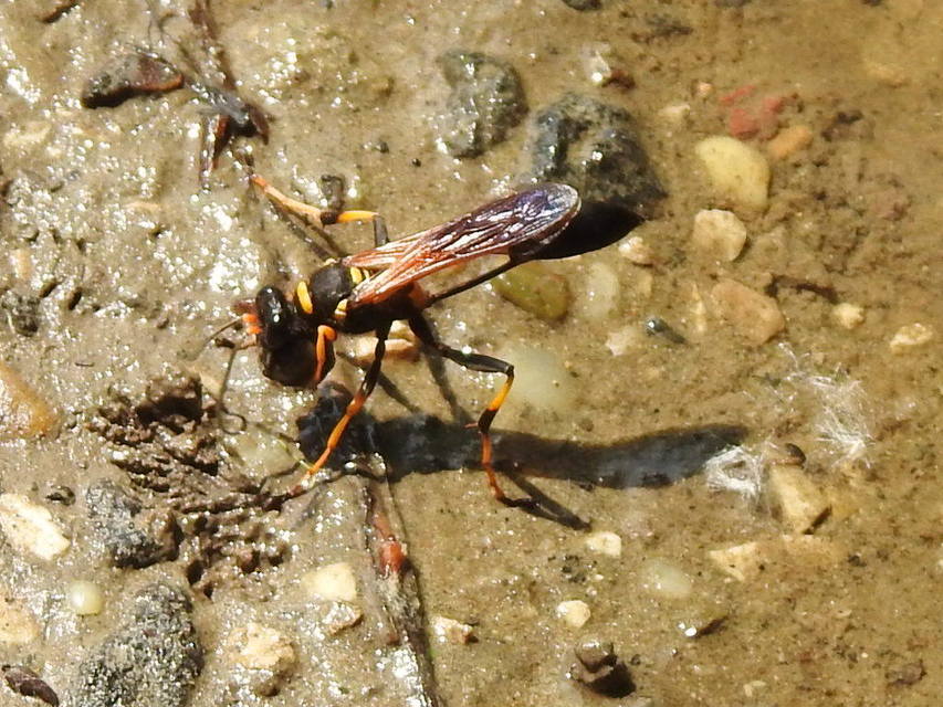 Sceliphron caementarium - feketenyelű lopódarázs