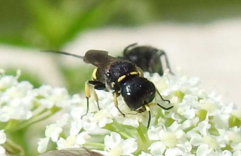 Crabronidae - szitásdarazsak