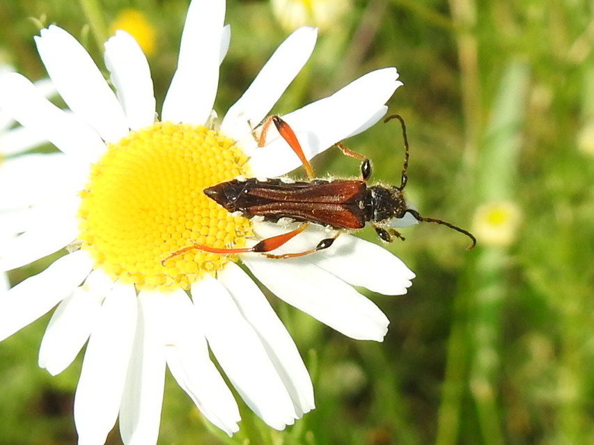 Stenopterus rufus - tarkacsápú keskenyfedőscincér