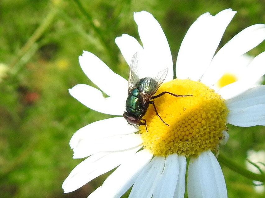 Muscidae - igazi legyek