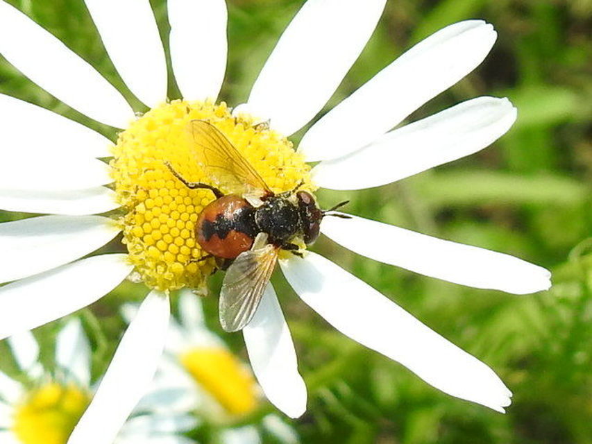 Gymnosoma