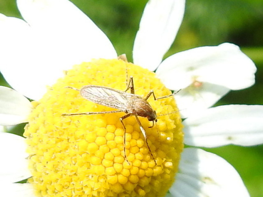 Culicidae - csípőszúnyogok