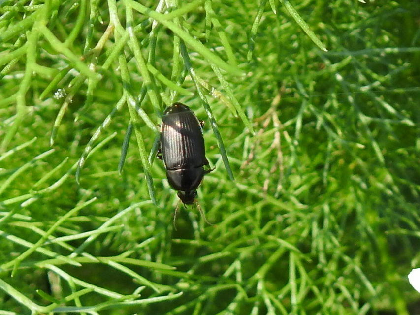 Amara similata - gyakori közfutó Amara similata - gyakori közfutó