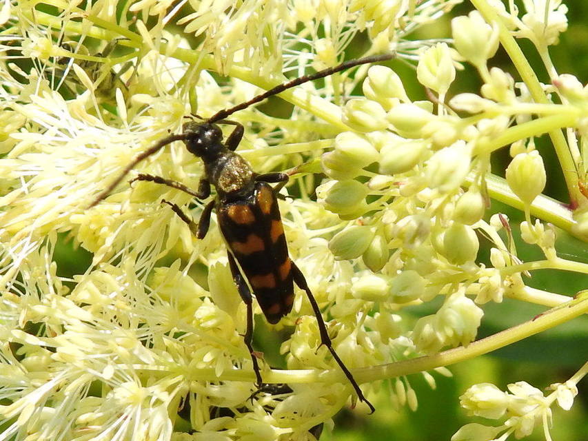 Leptura quadrifasciata - feketeszőrű szalagoscincér
