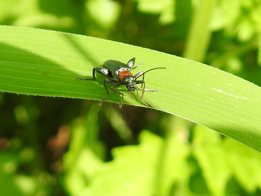 Oedemera croceicollis - pirostorú álcincér