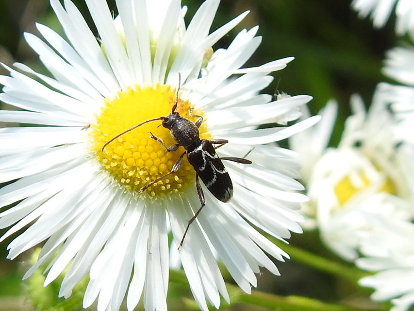 Chlorophorus sartor - feketevállú darázscincér