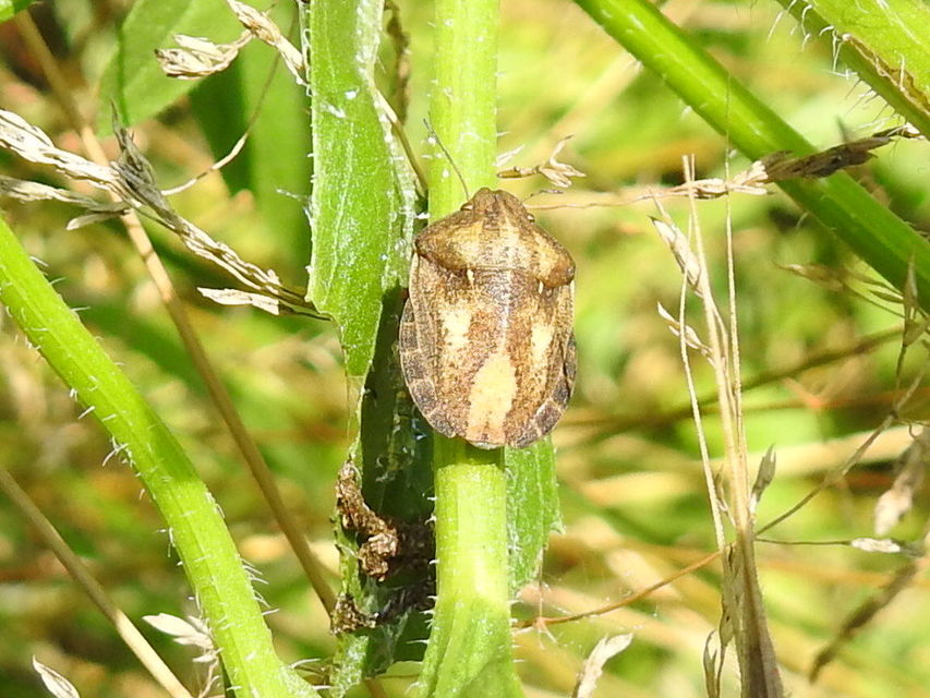Eurygaster