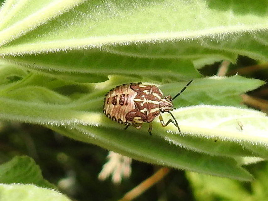 Carpocoris
