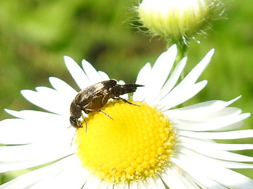 Variimorda villosa - szalagos maróka