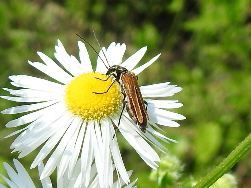 Oedemera femorata - sárgahátú álcincér