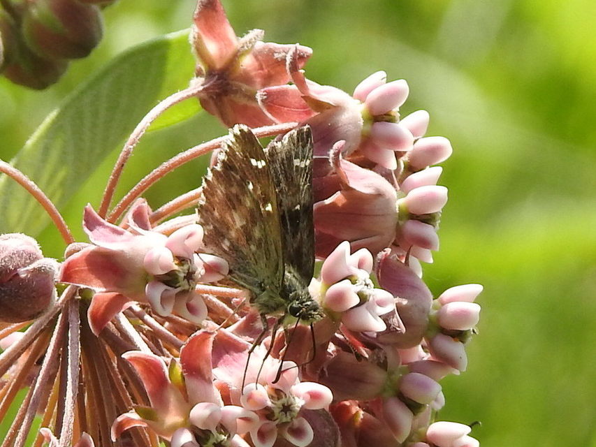 Carcharodus alceae - mályva-busalepke