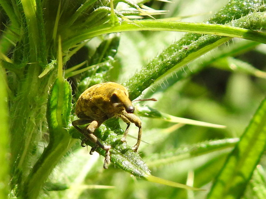 Larinus sturnus - aszat-púderbarkó