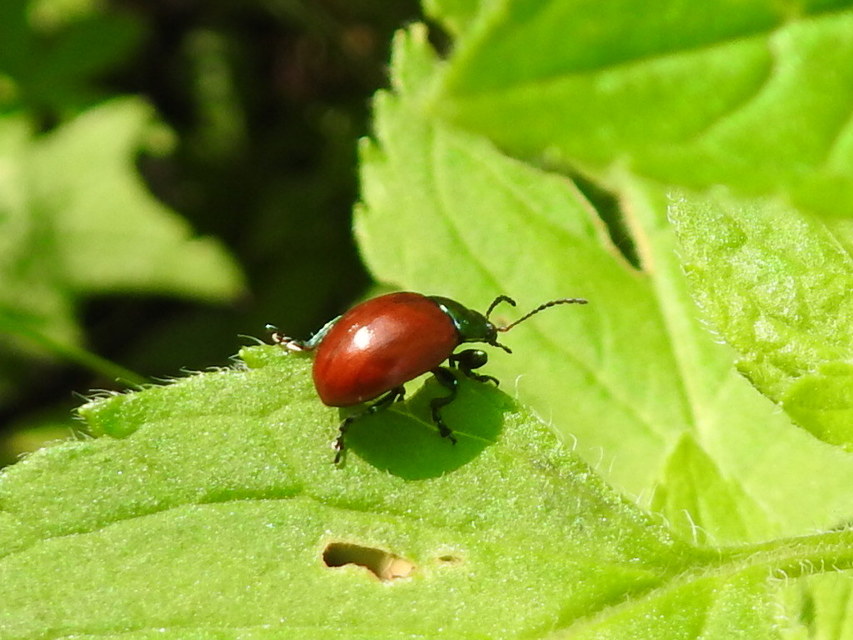 Chrysolina polita - réti mentalevelész Chrysolina polita - réti mentalevelész