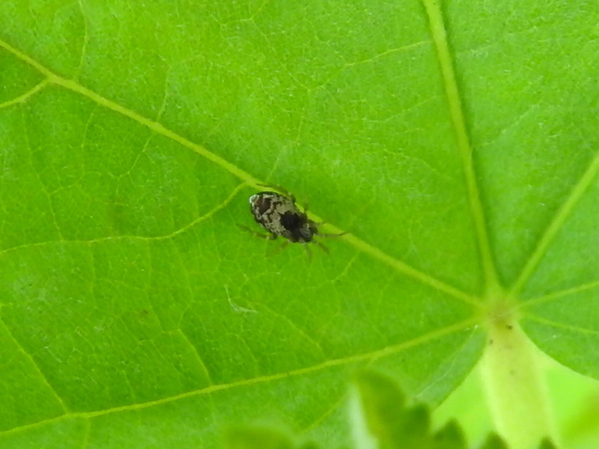 Dictynidae - hamvaspókok