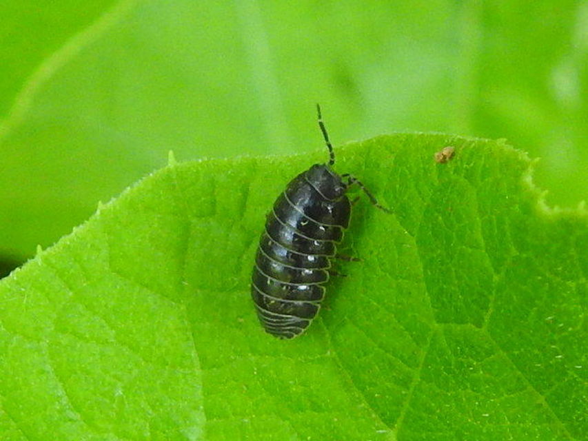 Armadillidium vulgare - szürke gömbászka