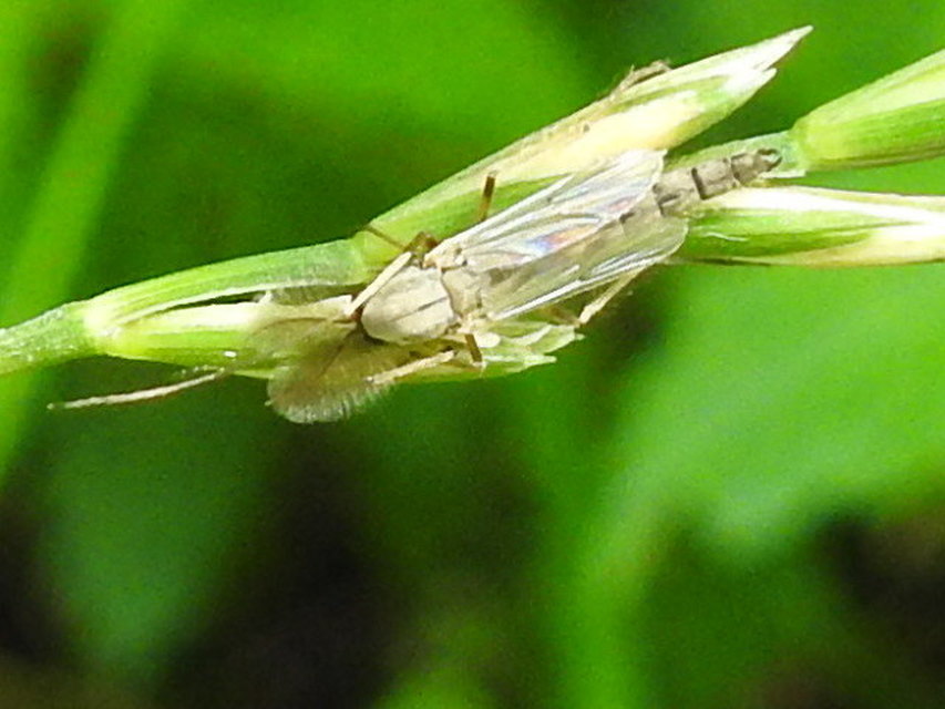 Chironomidae - árvaszúnyogok