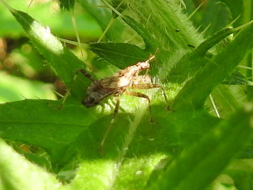 Himacerus