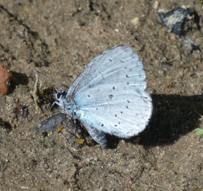 Celastrina argiolus - bengeboglárka