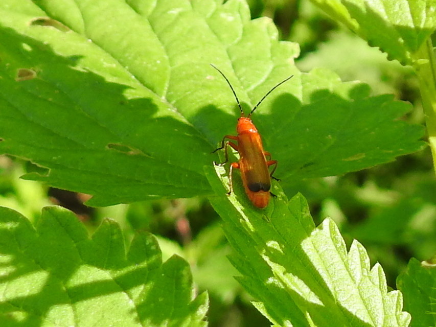Rhagonycha fulva - feketevégű lágybogár