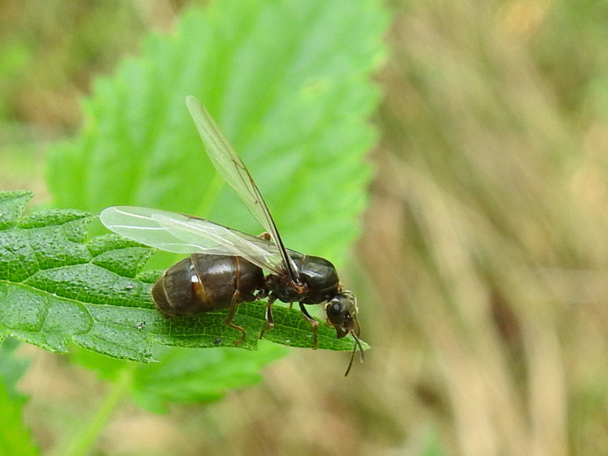 Lasius niger - közönséges feketehangya