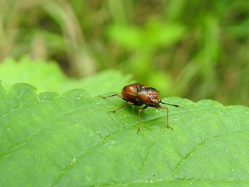 Deraeocoris ruber - vöröses mezeipoloska