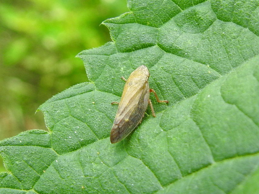Aphrophora salicina
