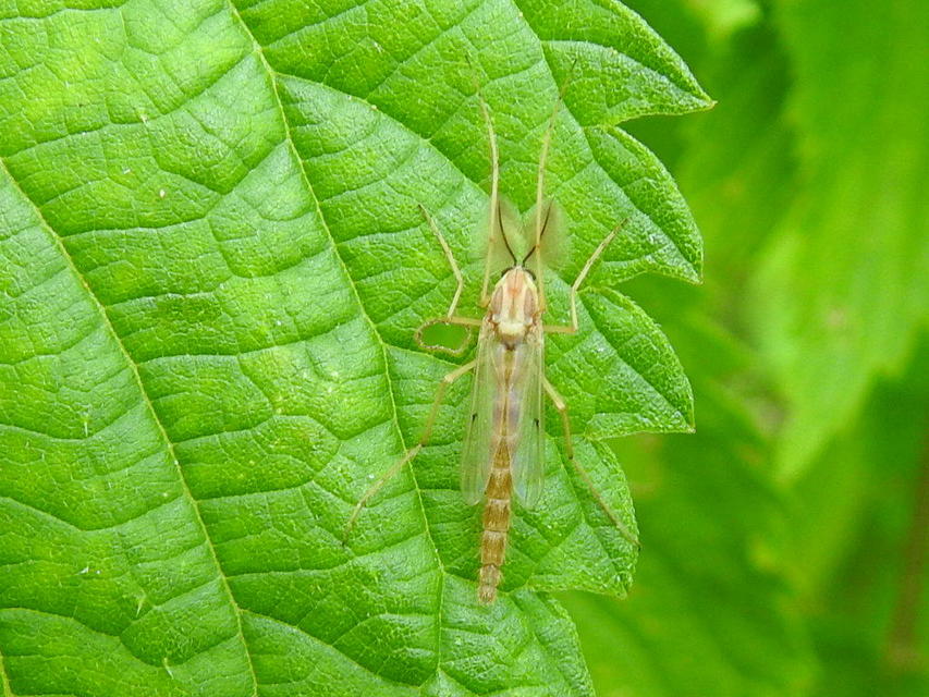Chironomidae - árvaszúnyogok