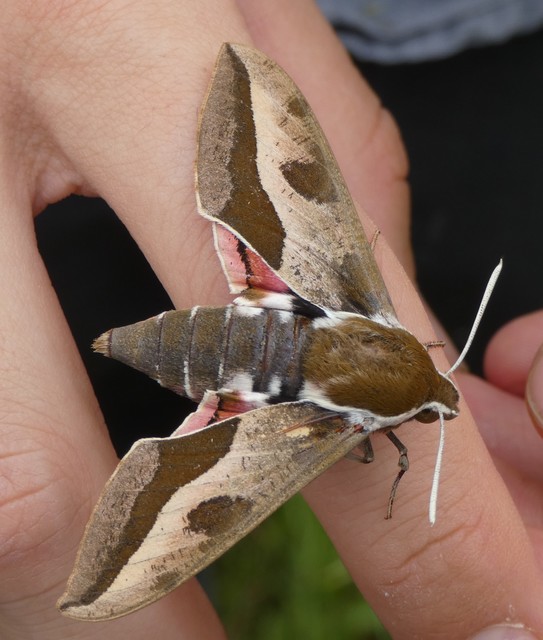 Hyles euphorbiae - kutyatejszender