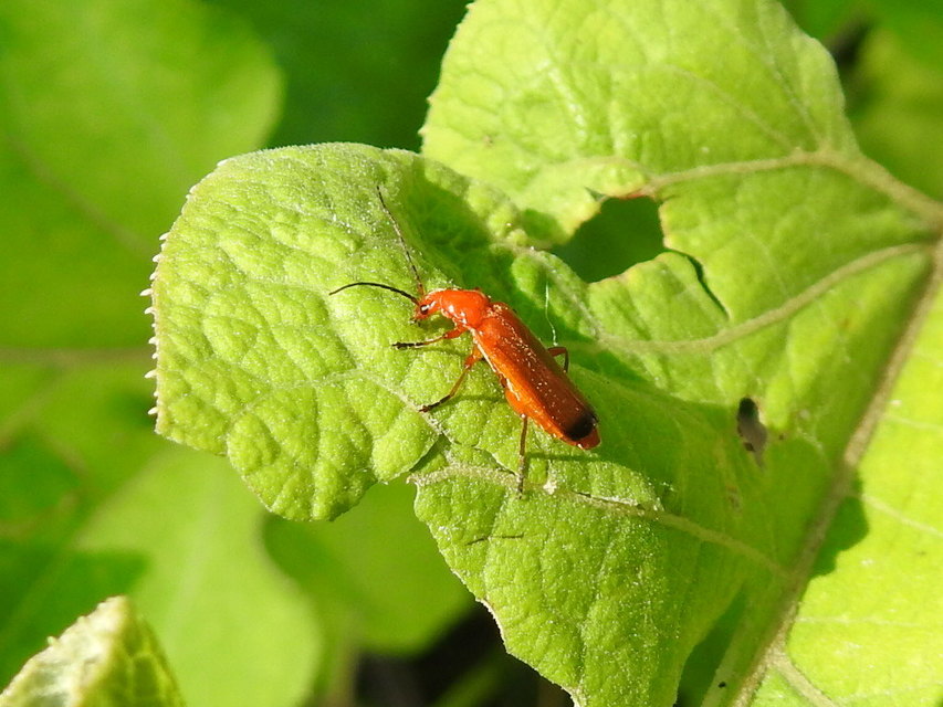 Rhagonycha fulva - feketevégű lágybogár