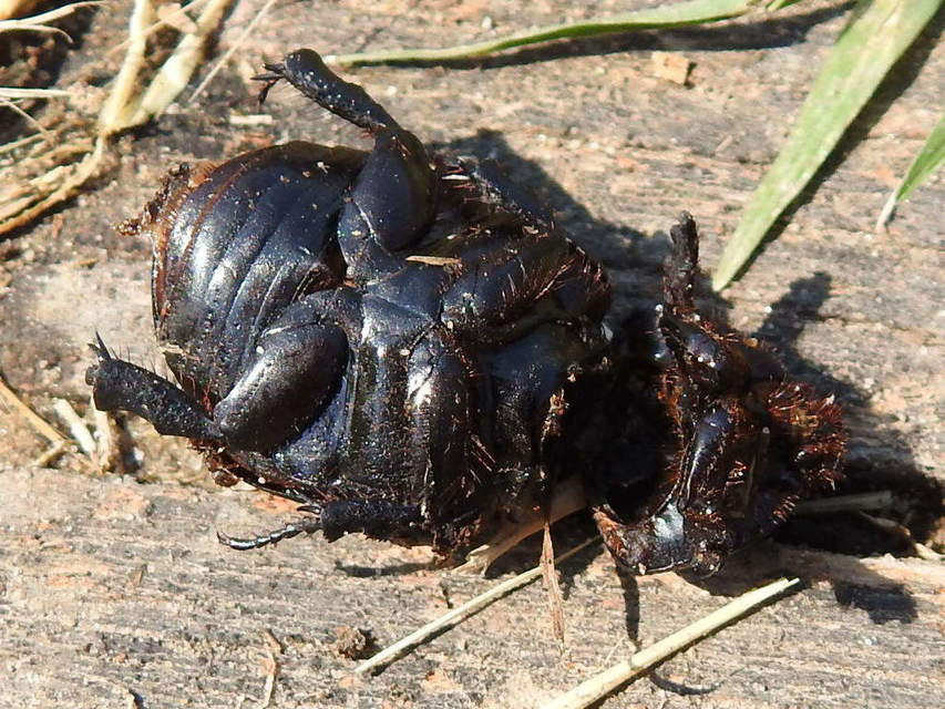 Pentodon idiota - butabogár